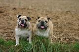 BULLDOG ANGLAIS 214